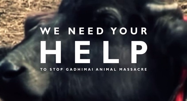 Gadhimai Festival