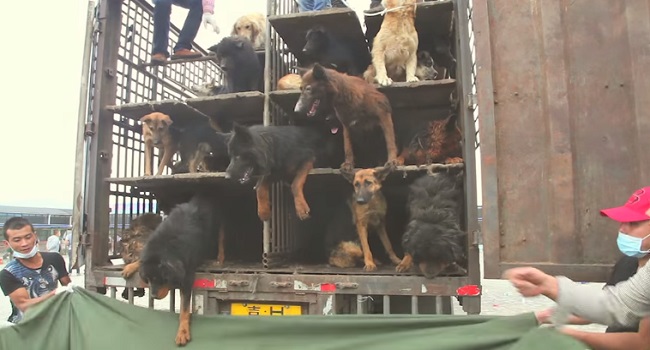 Commercio cani per carne