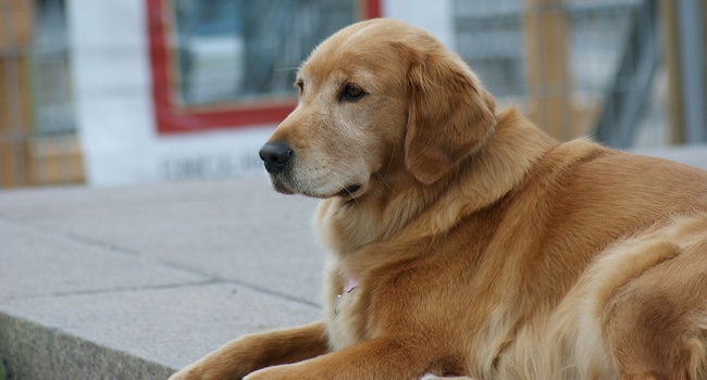 Golden Retriever