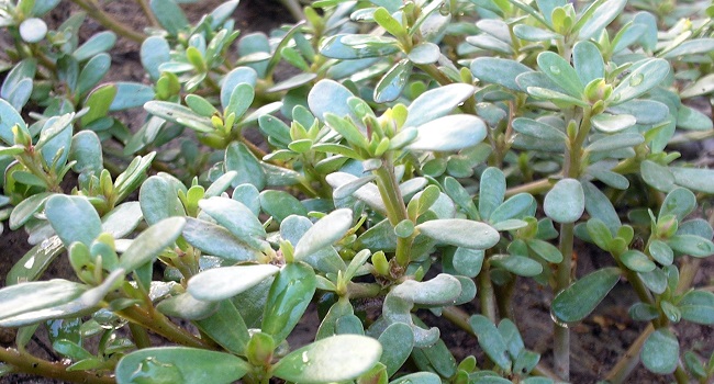 Portulaca oleracea