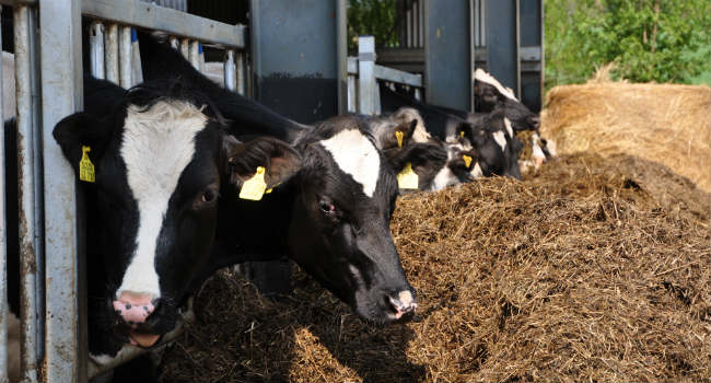 Cows