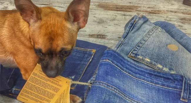 Jeans Vegan
