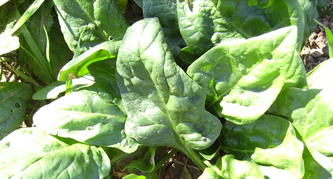 Spinaci