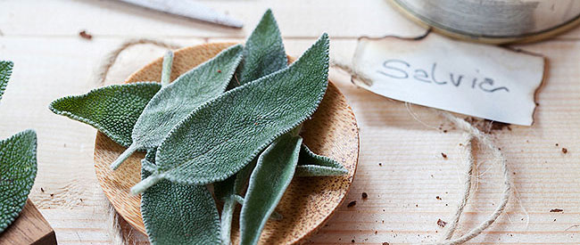salvia_1603-int1