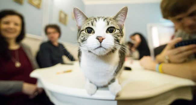gattobar