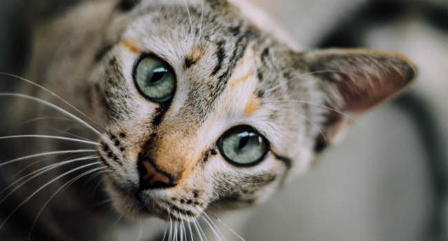 cani-gatti