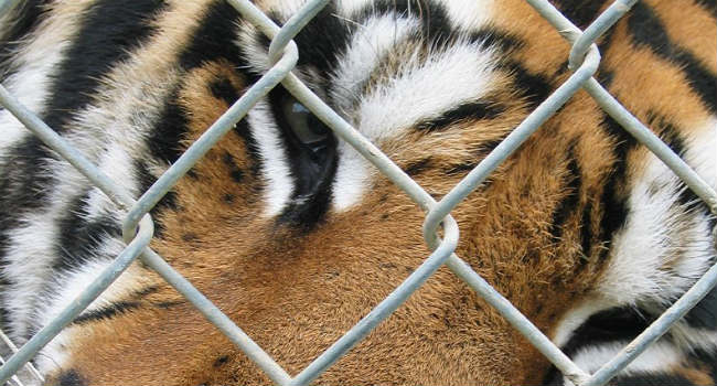 tigre