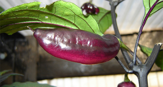pimenta da neyde