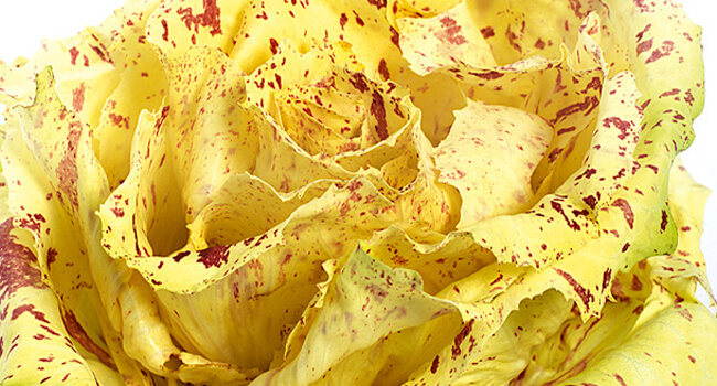 castelfranco