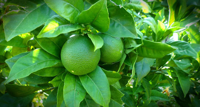 Lime frullato
