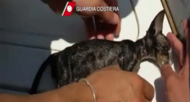 guardia costiera