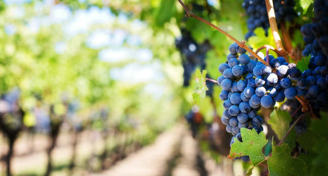 vino vegano