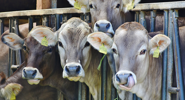 cows-1532909_1280