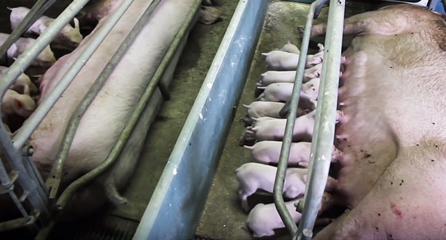 maiali allevamenti
