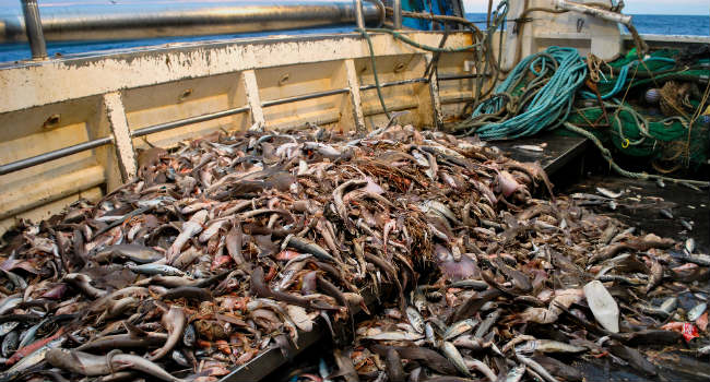 pesca a strascico2_animal equality