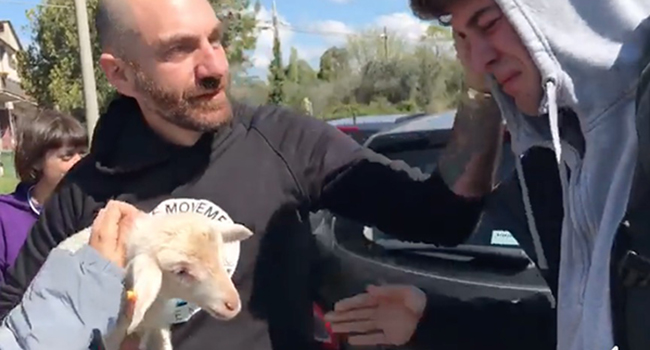Agnello salvato