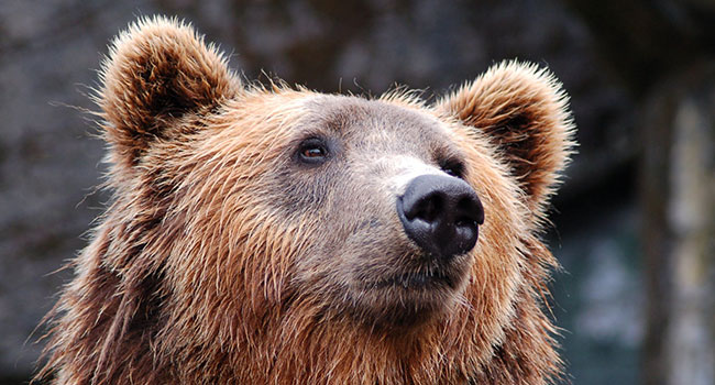 Orso M49 Trentino