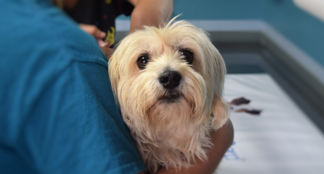 Farmaci umani equivalenti agli animali domestici: legge approvata ma attenzione al fai da te Farmaci umani equivalenti agli animali domestici: legge approvata ma attenzione al fai da te
